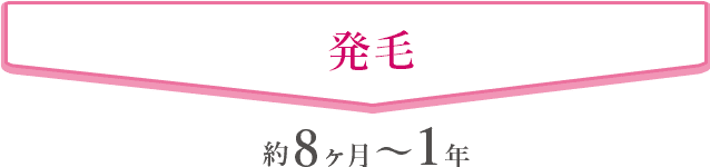 発毛 約8ヶ月〜1年
